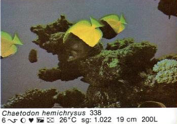 Chaetodon hemichrysus